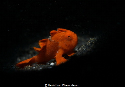 Baby Frog Fish by Ravinthran Dhamodaram 